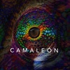 Imagen Camaleón