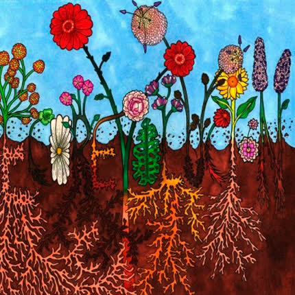 Carátula PEYO - EcoRevolución