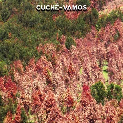 Carátula CUCHE - Vamos