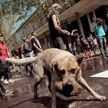 Carátula PERRO TERCO - Velocidad