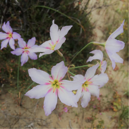 Carátula PASKURANA - Eufrasia en el Desierto (Demo)