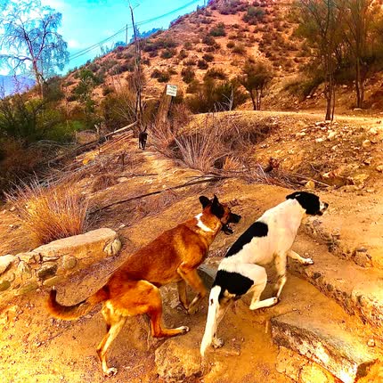 Carátula LOS PASOS - Los Pasos