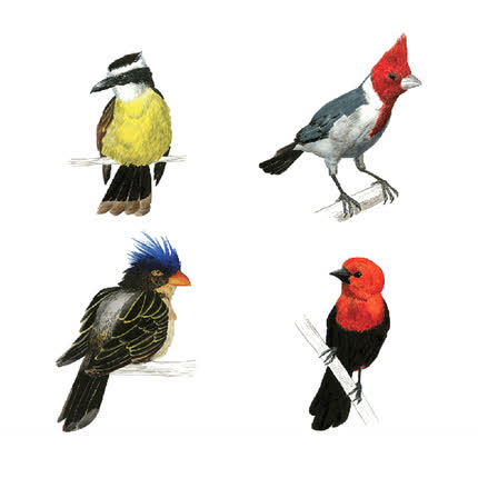 Carátula PUTA MARLON - Los Pájaros