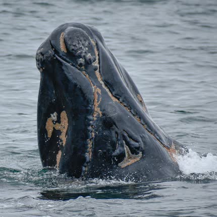 Carátula Deseo