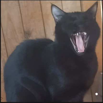 Carátula From Darkness We Rise